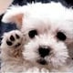 STAROCEANのアイコン