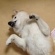 わんこのアイコン