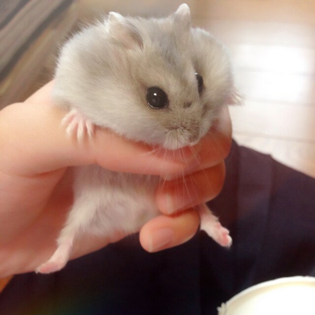 ホニャン