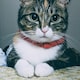 ちゃんまーるーのアイコン