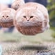まっつーのアイコン