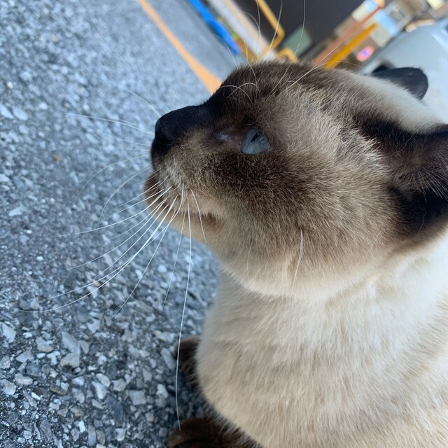 たまぞう