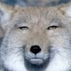 おゆきのアイコン