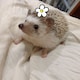 财财子1号のアイコン