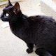 黒猫のアイコン