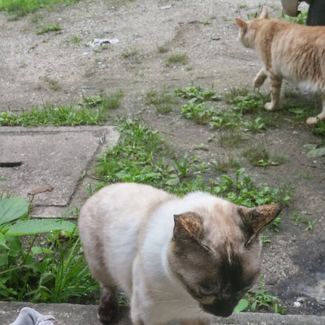 さたけ