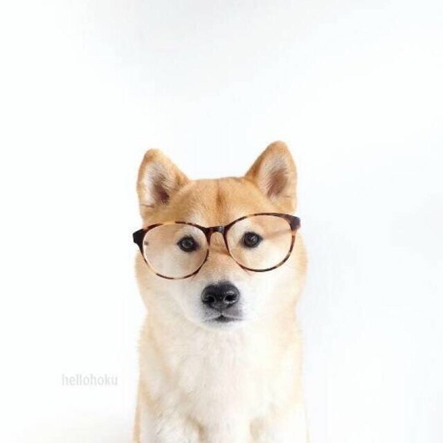 一只拾梦的柴犬