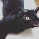 ほりのアイコン