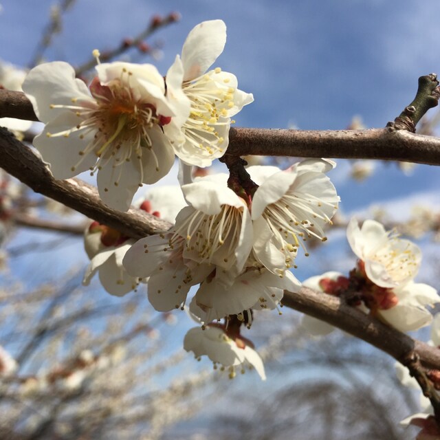 耳小骨