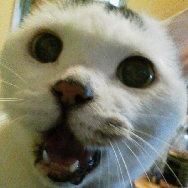 Omi  Araiwa