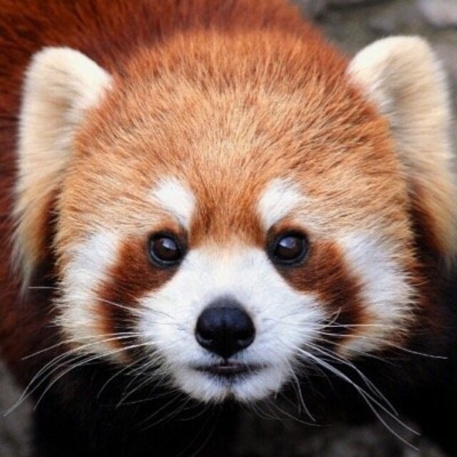 レッサーパンダ