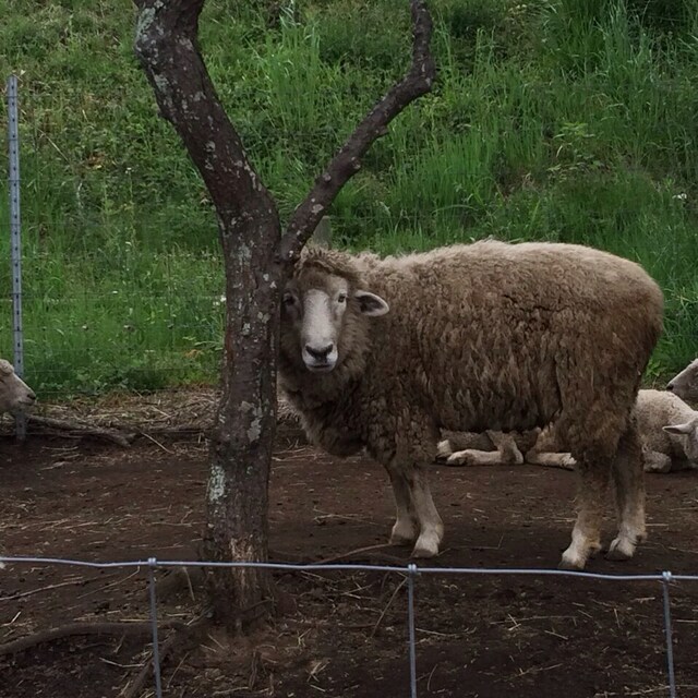 やっくるのコーディネート一覧 Wear