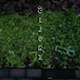 Siloneのアイコン