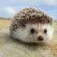 murmurのアイコン