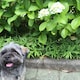 かゆみのアイコン