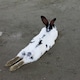 ユキトキのアイコン