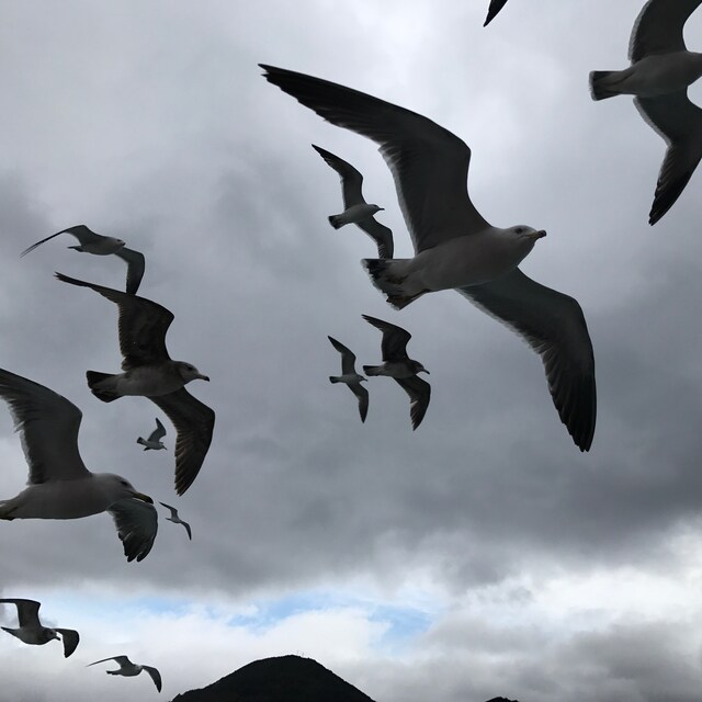 ぽー