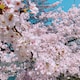 あーるのアイコン