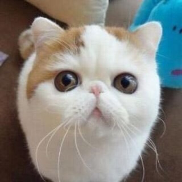 のりっぺ