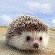 ぴのアイコン