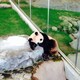 ふじのアイコン